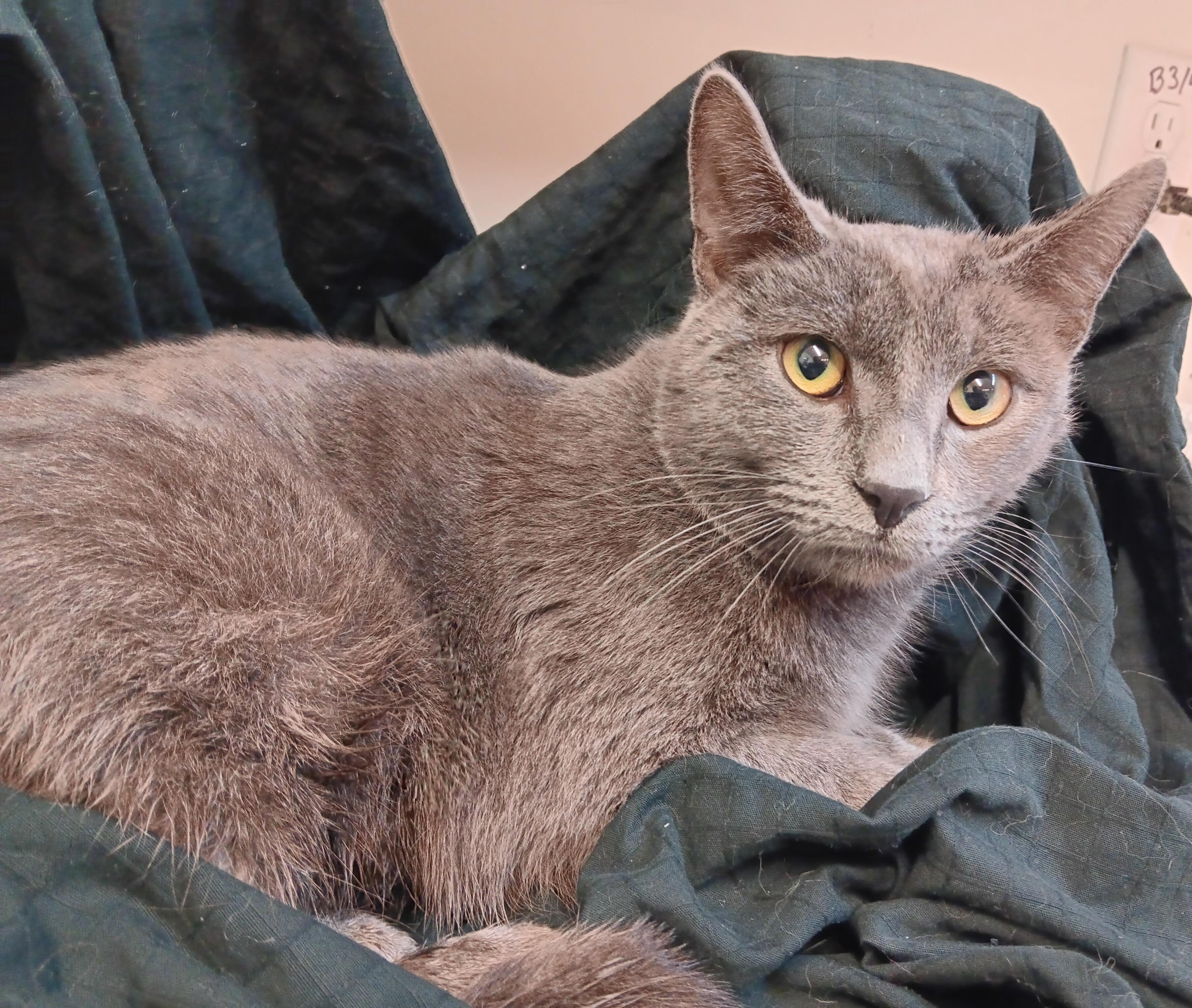 Sterling, an adopted mixed breed in North East, MD image 3/3
