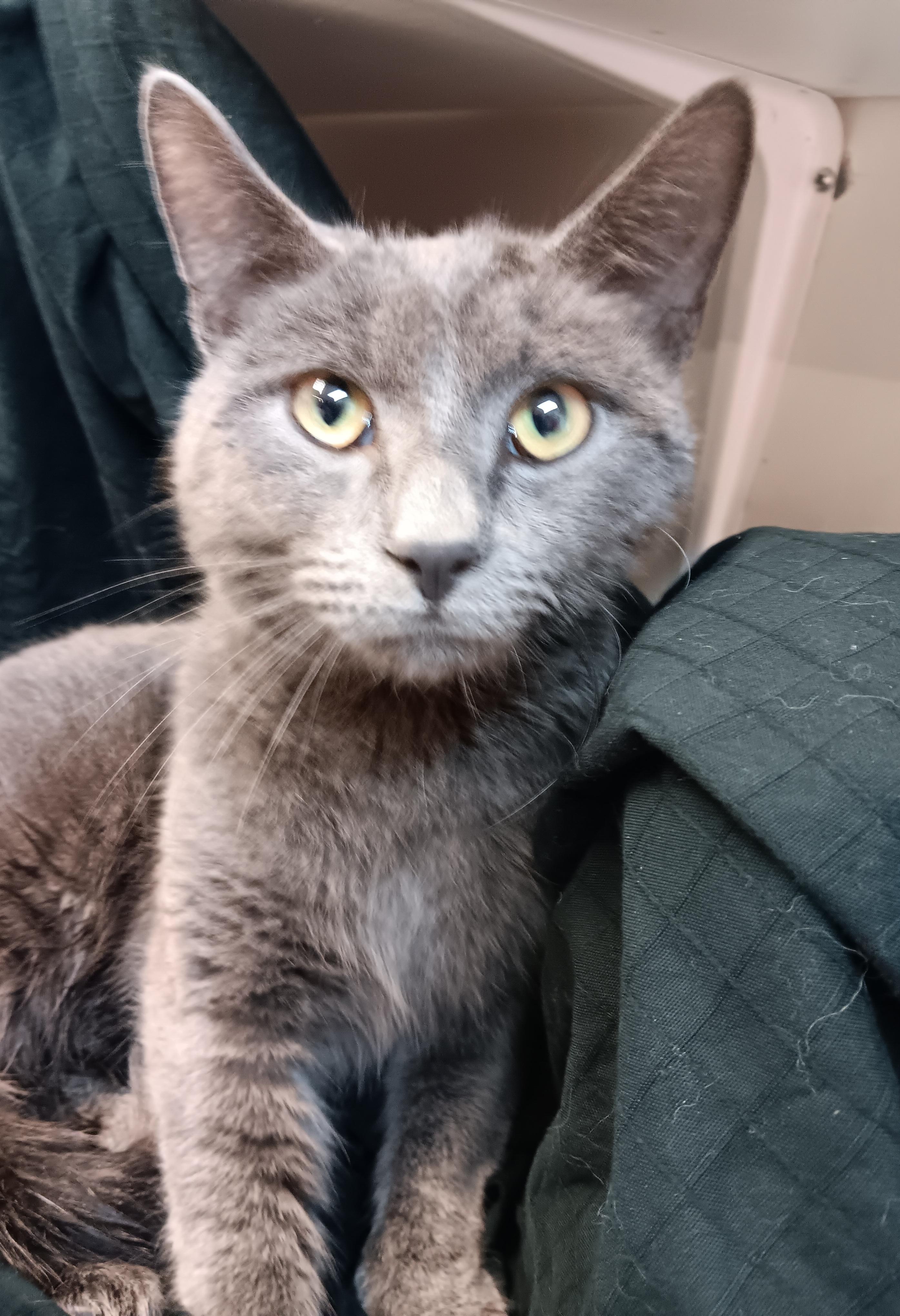 Sterling, an adopted mixed breed in North East, MD image 1/3