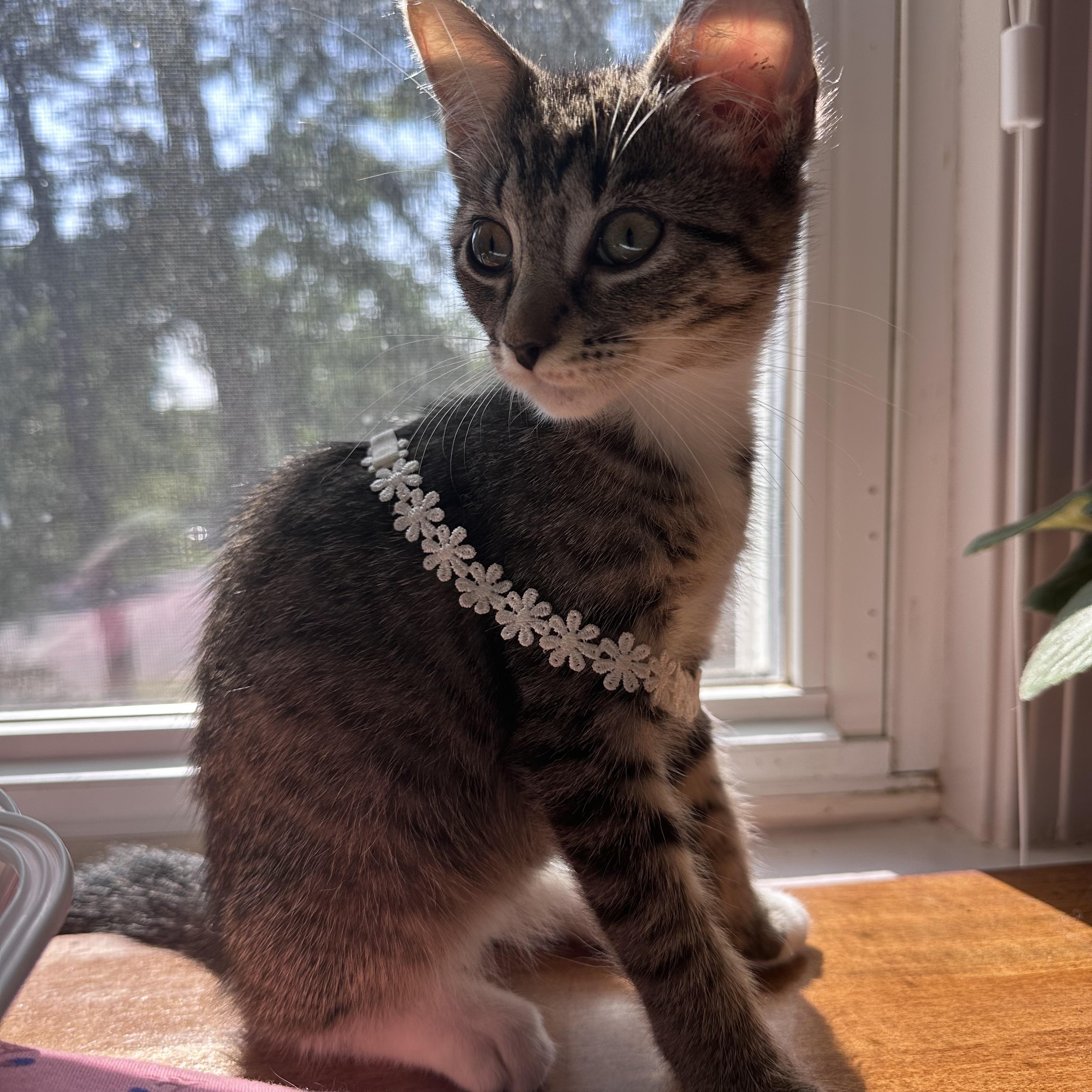 Dottie