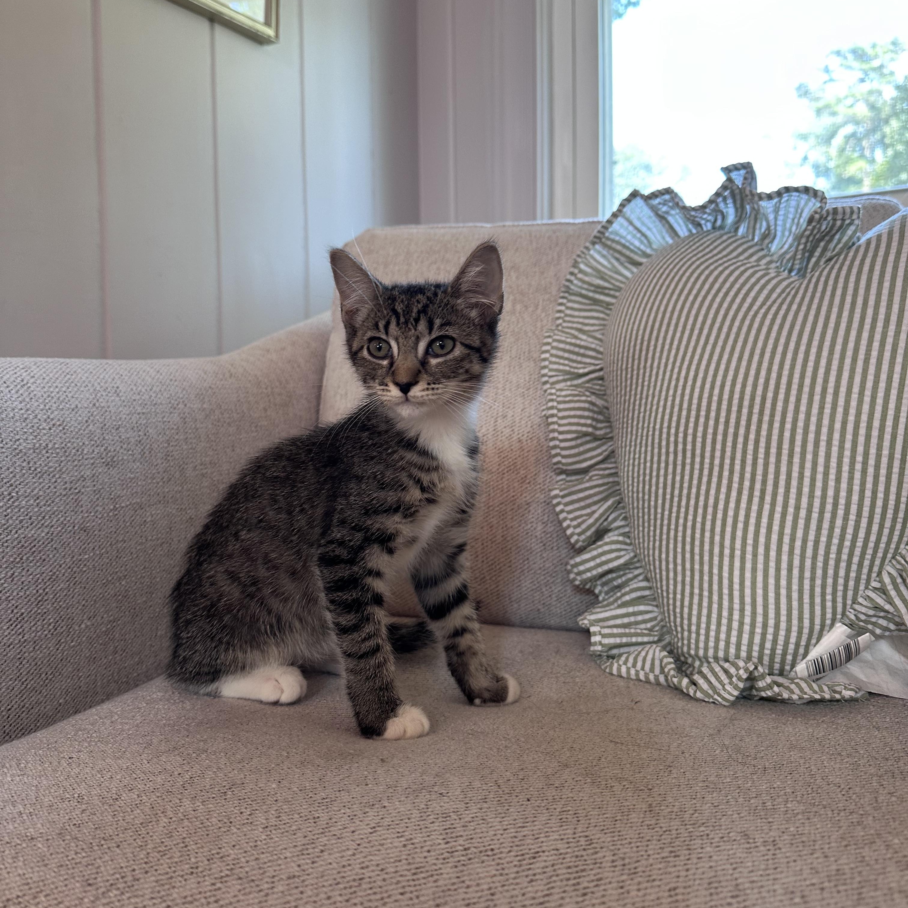 Dottie photo 2