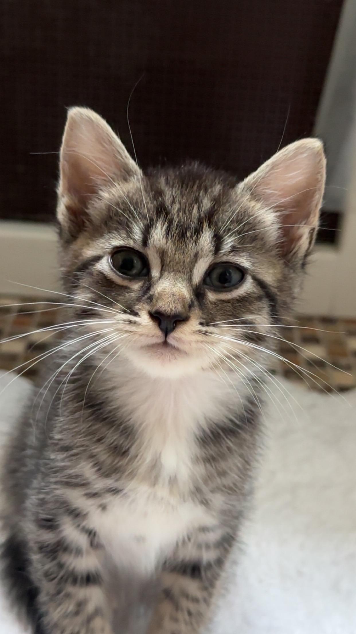 Dottie, Baby Female unknown