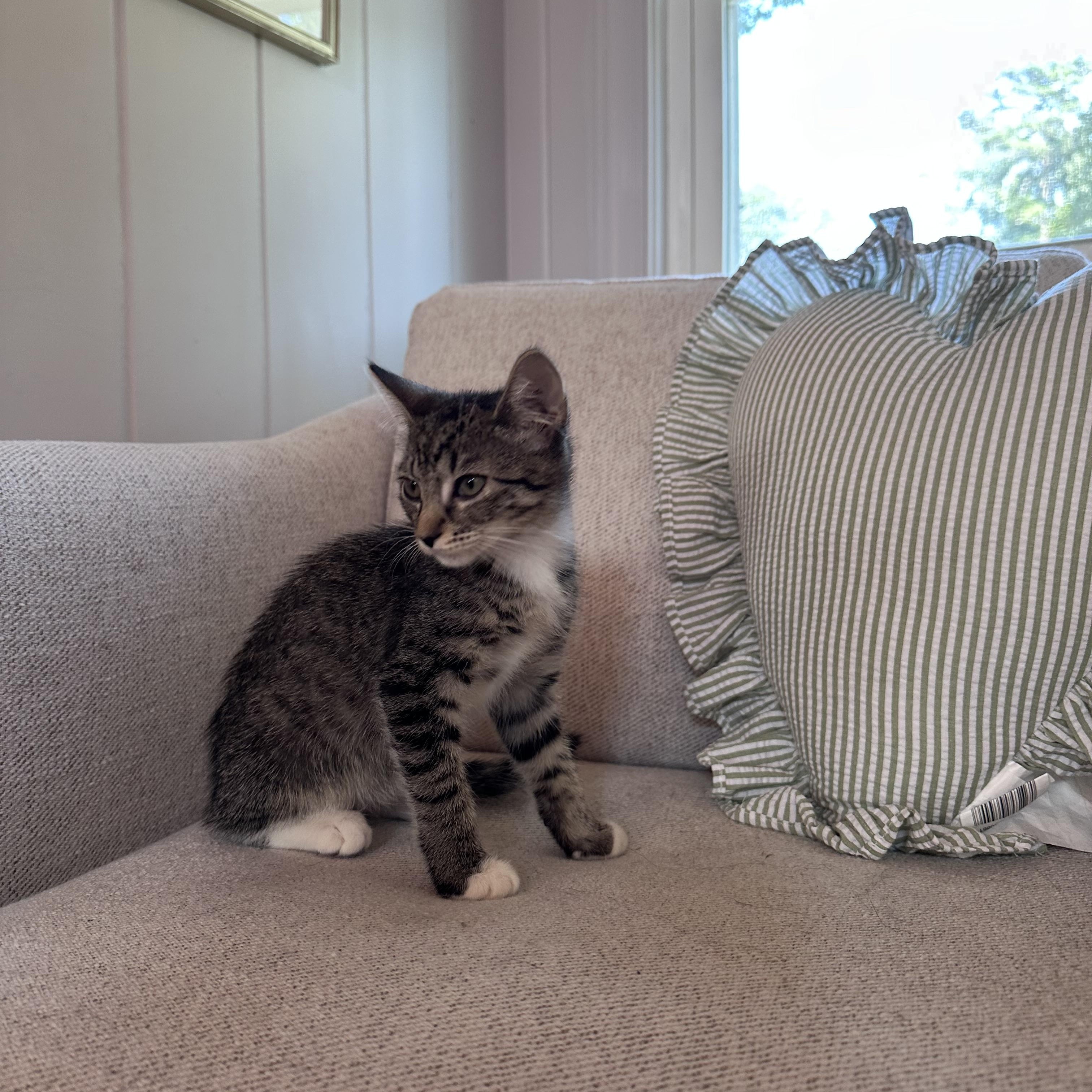 Dottie photo 3