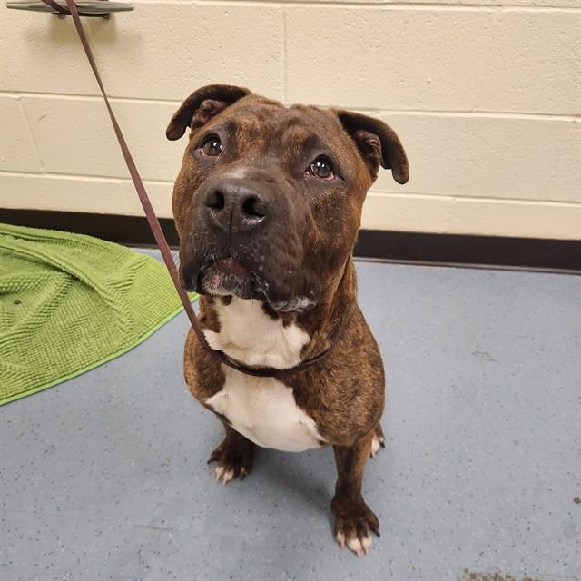 Enlarge STORM, a Adoptable Pit Bull Terrier in Denver, CO image 1/1