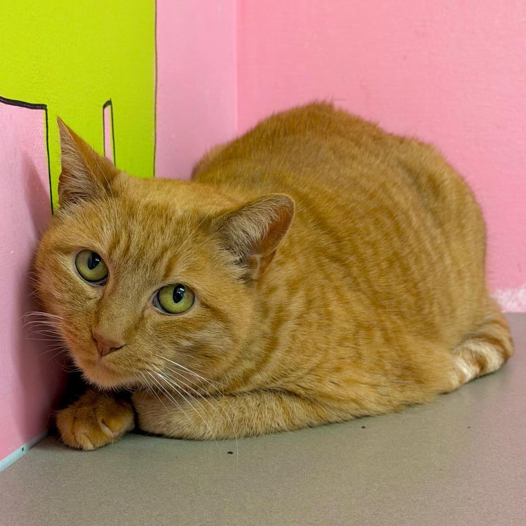 Enlarge Pipers, a Adoptable mixed breed in Binghamton, NY image 1/2