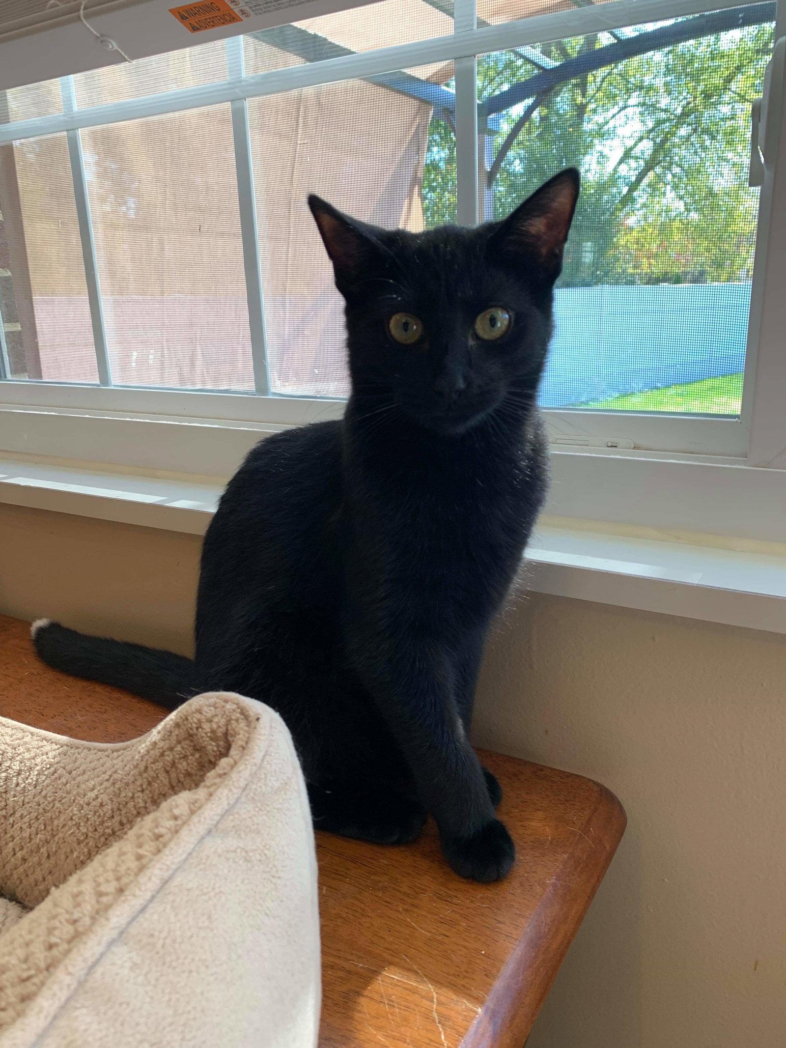 Enlarge Tommi (No Chip Info), a Adopted Domestic Short Hair in Norwood, OH image 1/1