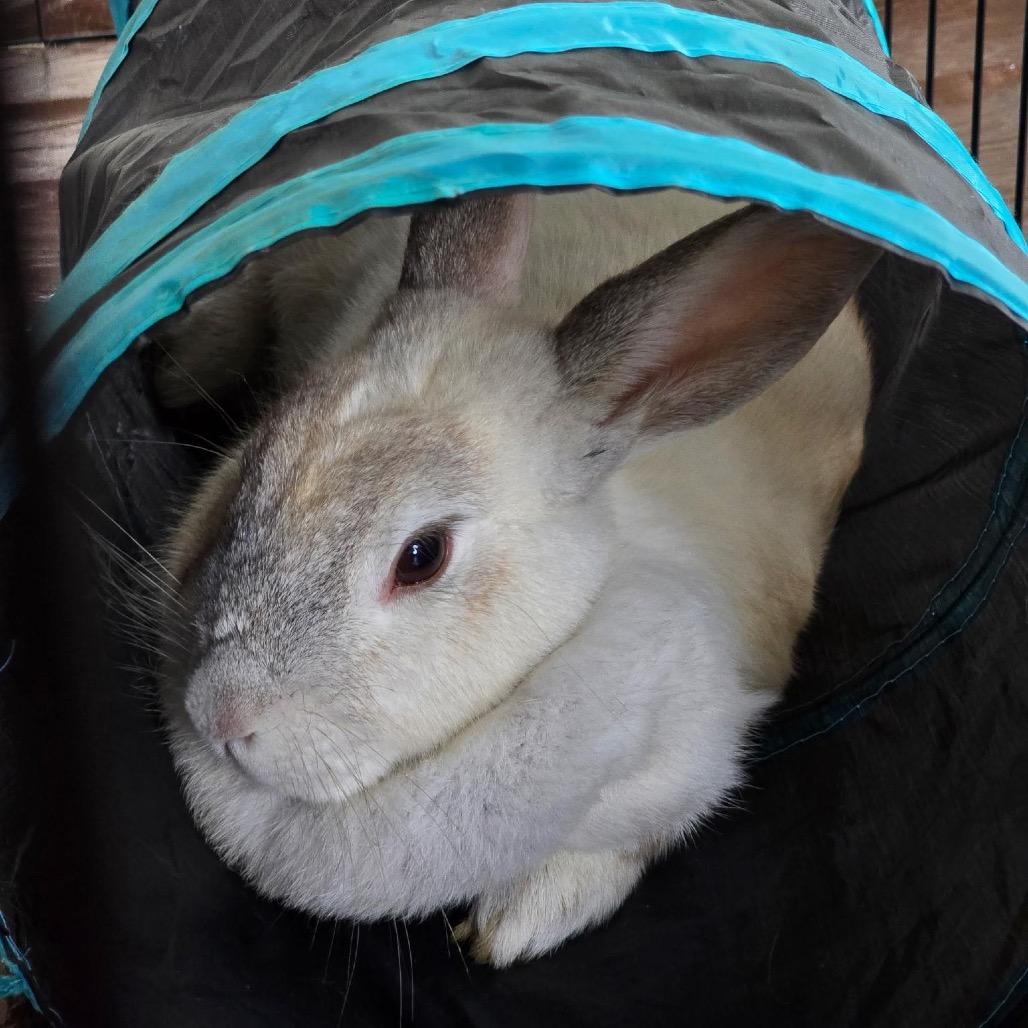Honey Bunny photo