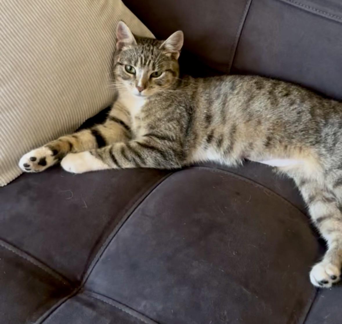 Enlarge Rubina, a ADOPTABLE Domestic Short Hair in Staten Island, NY image 2/5