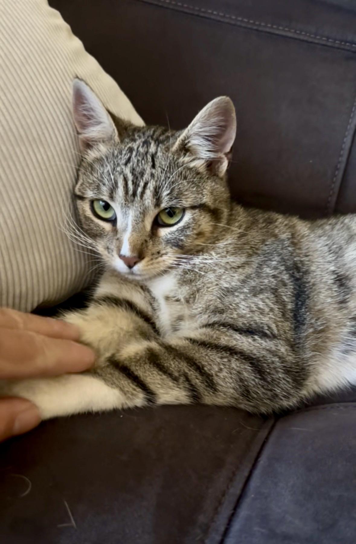 Enlarge Rubina, a ADOPTABLE Domestic Short Hair in Staten Island, NY image 1/5