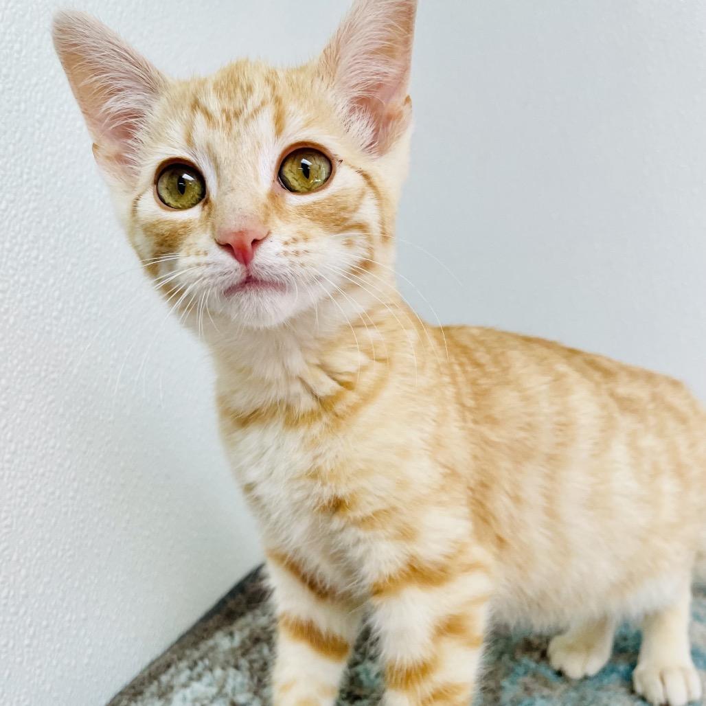 Enlarge Milo, a Adoptable Domestic Short Hair in Lebanon, MO image 1/1