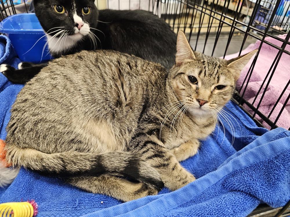 Thistle, Adoptable, Adult Female Tabby & Domestic Short Hair.