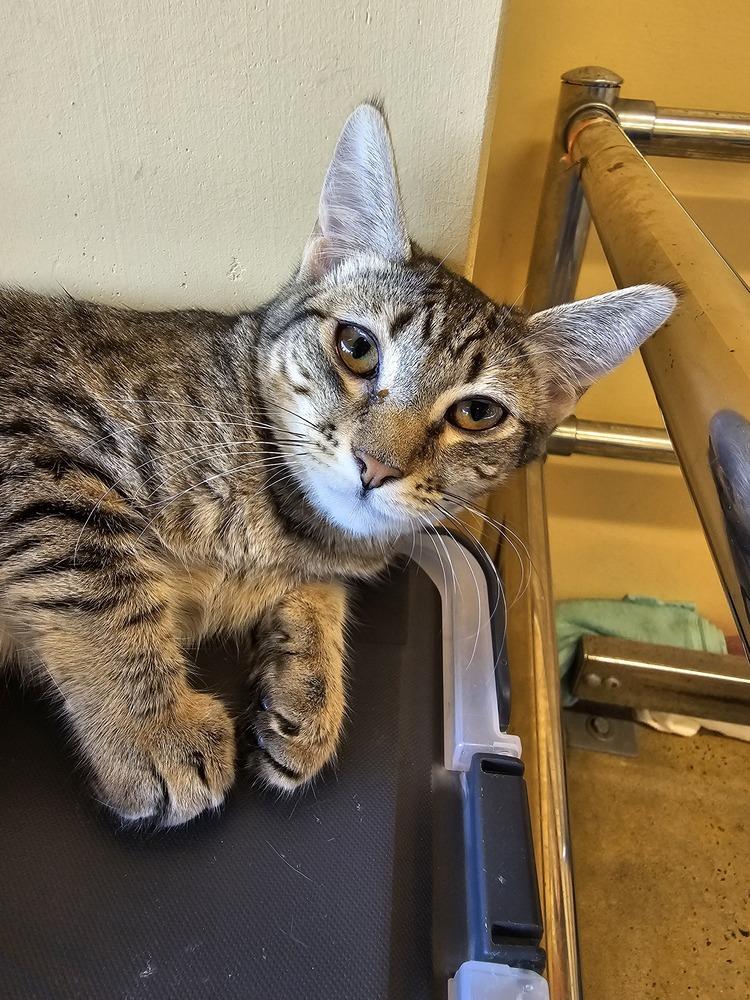 Thistle, a Adoptable mixed breed in Powder Springs, GA image 2/5