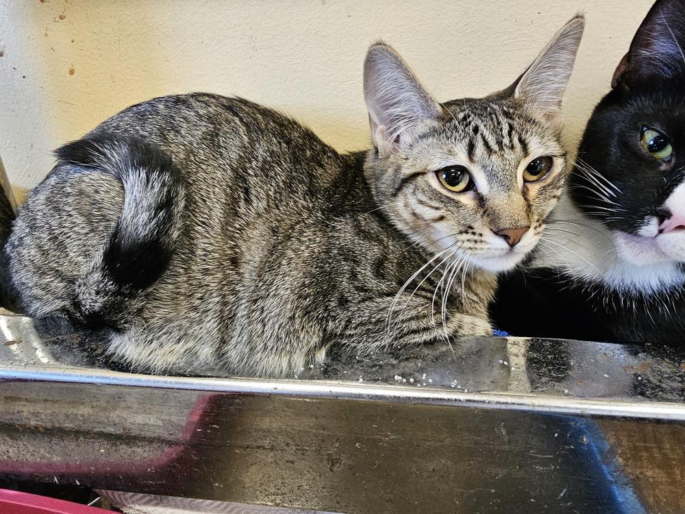 Thistle, Adoptable, Adult Female Tabby & Domestic Short Hair.
