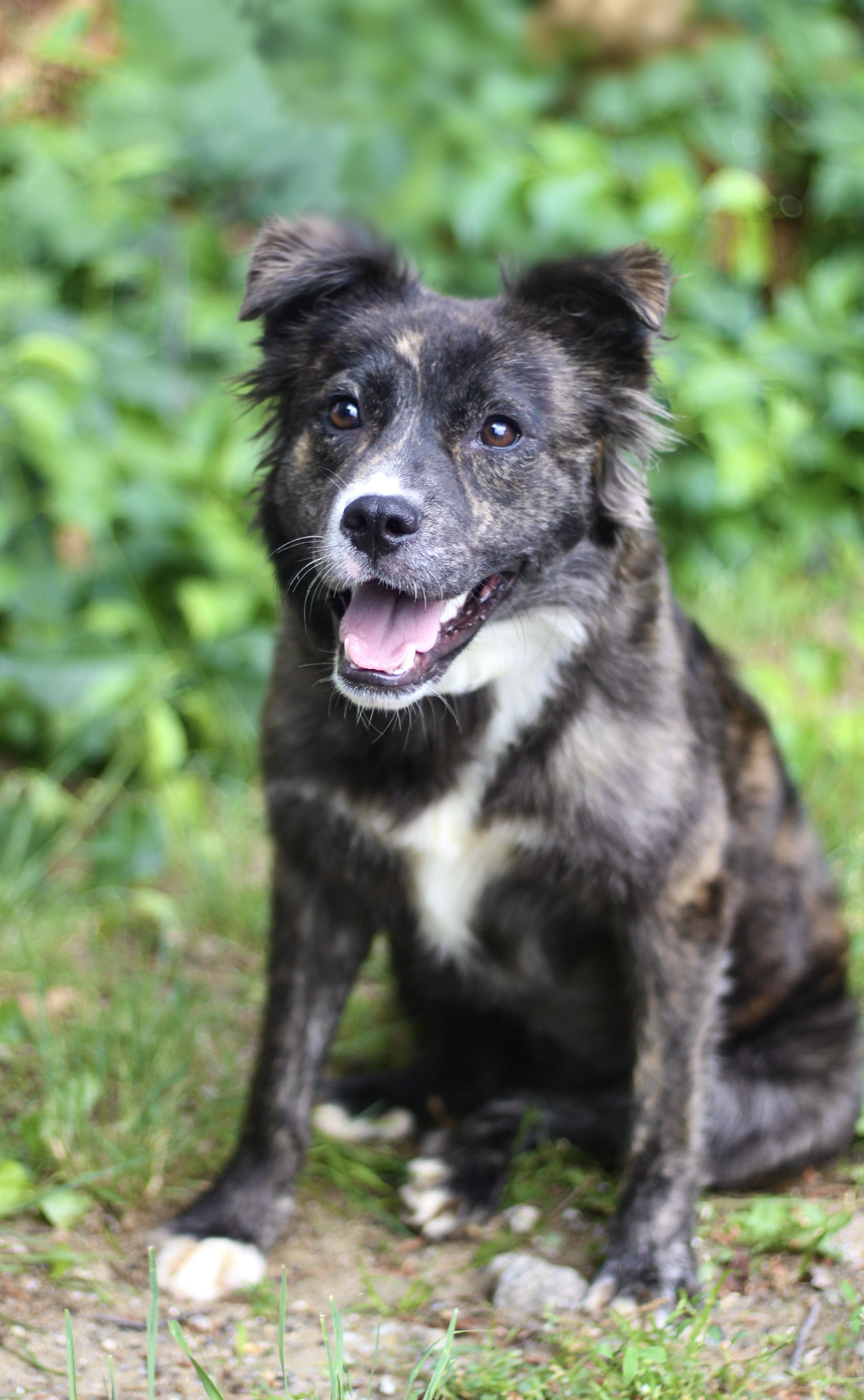 Facts in NH. Come Meet our Adoptable Dogs Wednesday-Saturday. More info in Bio, a ADOPTABLE mixed breed in Manchester, NH image 1/3