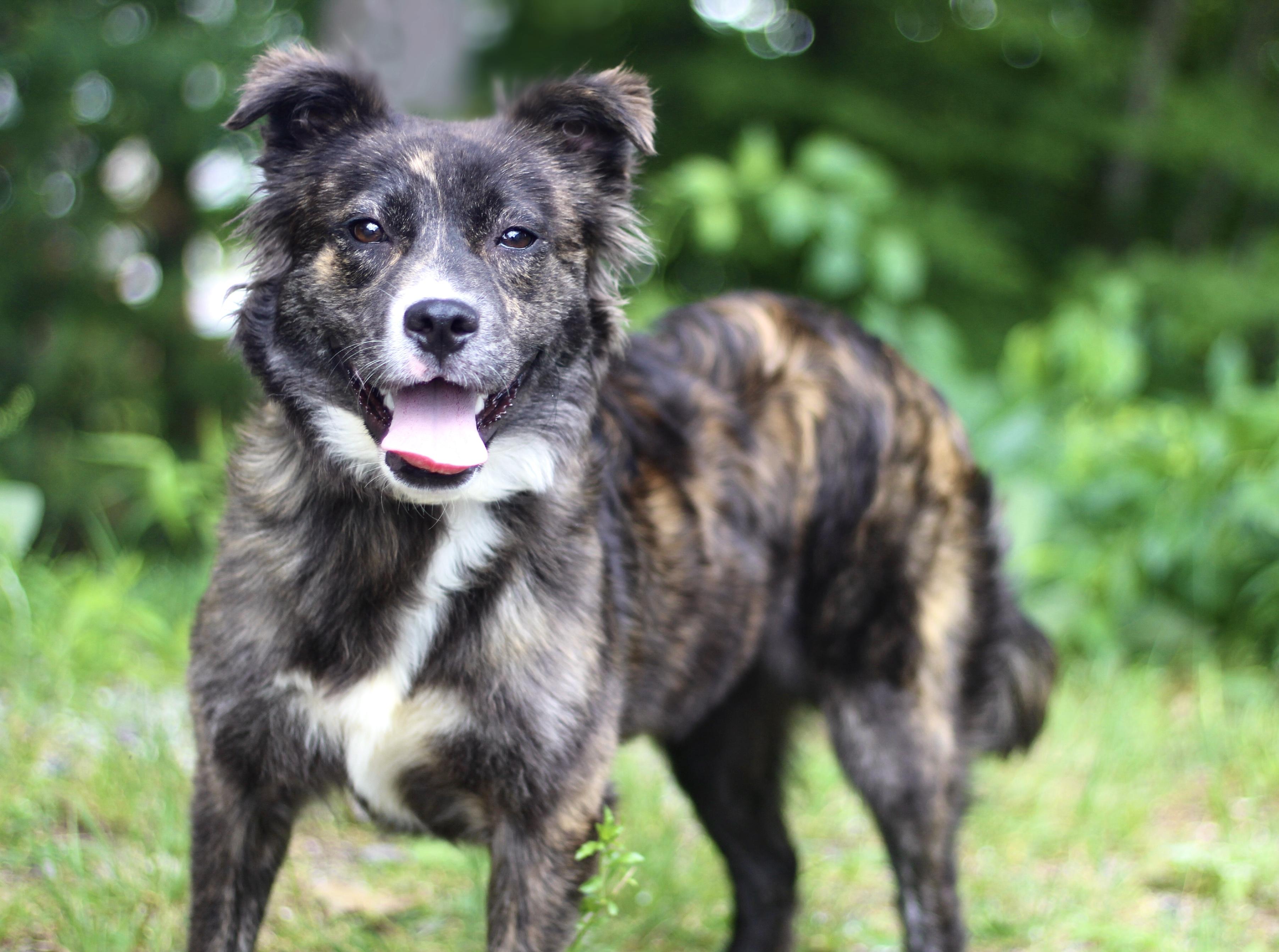 Facts in NH. Come Meet our Adoptable Dogs Wednesday-Saturday. More info in Bio, a ADOPTABLE mixed breed in Manchester, NH image 3/3