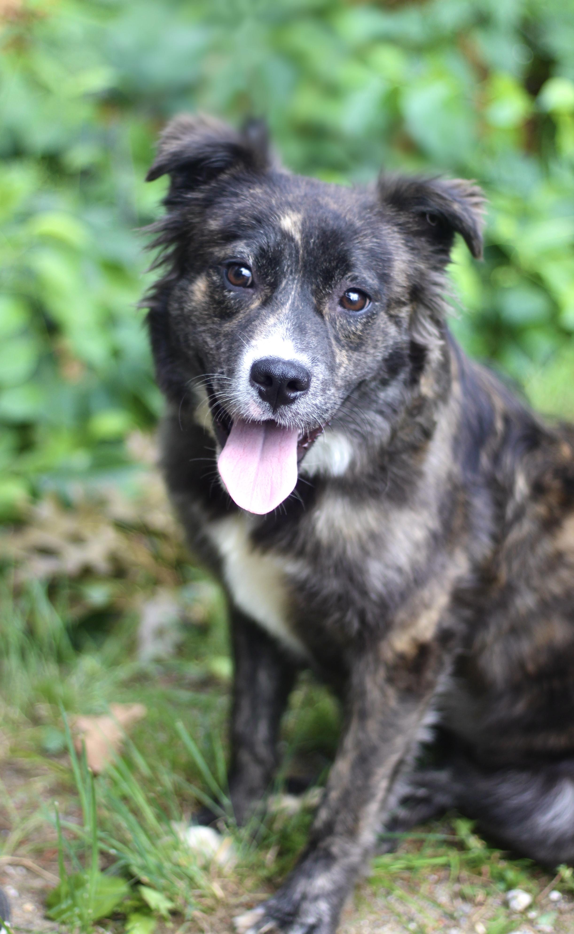 Facts in NH. Come Meet our Adoptable Dogs Wednesday-Saturday. More info in Bio, a ADOPTABLE mixed breed in Manchester, NH image 2/3