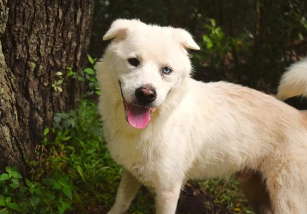 Enlarge Gemini, a Adoptable mixed breed in Mobile, AL image 1/1
