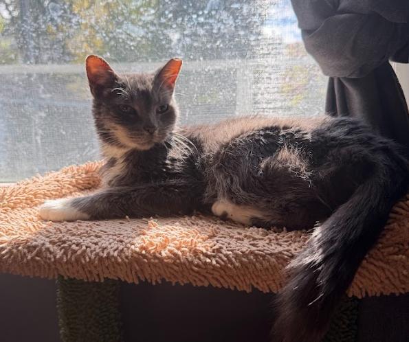 Akiya, a Adoptable Tabby in Indianapolis, IN image 4/5
