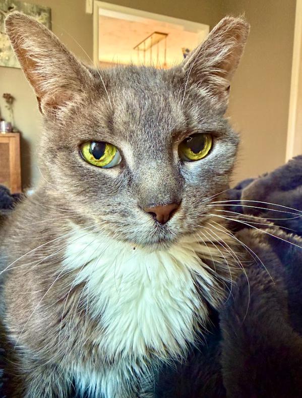 Akiya, a Adoptable Tabby in Indianapolis, IN image 3/5