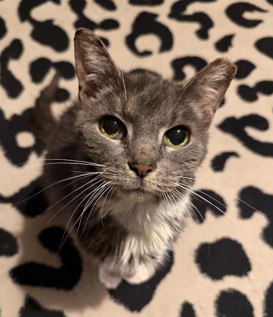 Akiya, a Adoptable Tabby in Indianapolis, IN image 5/5