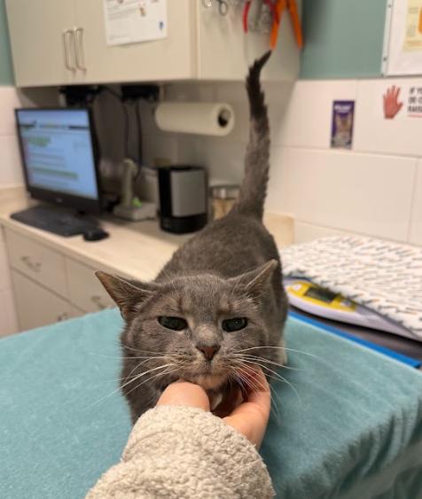 Akiya, Adoptable, Senior Female Tabby.