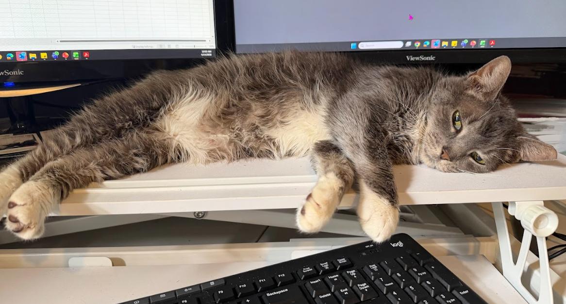 Akiya, a Adoptable Tabby in Indianapolis, IN image 2/5