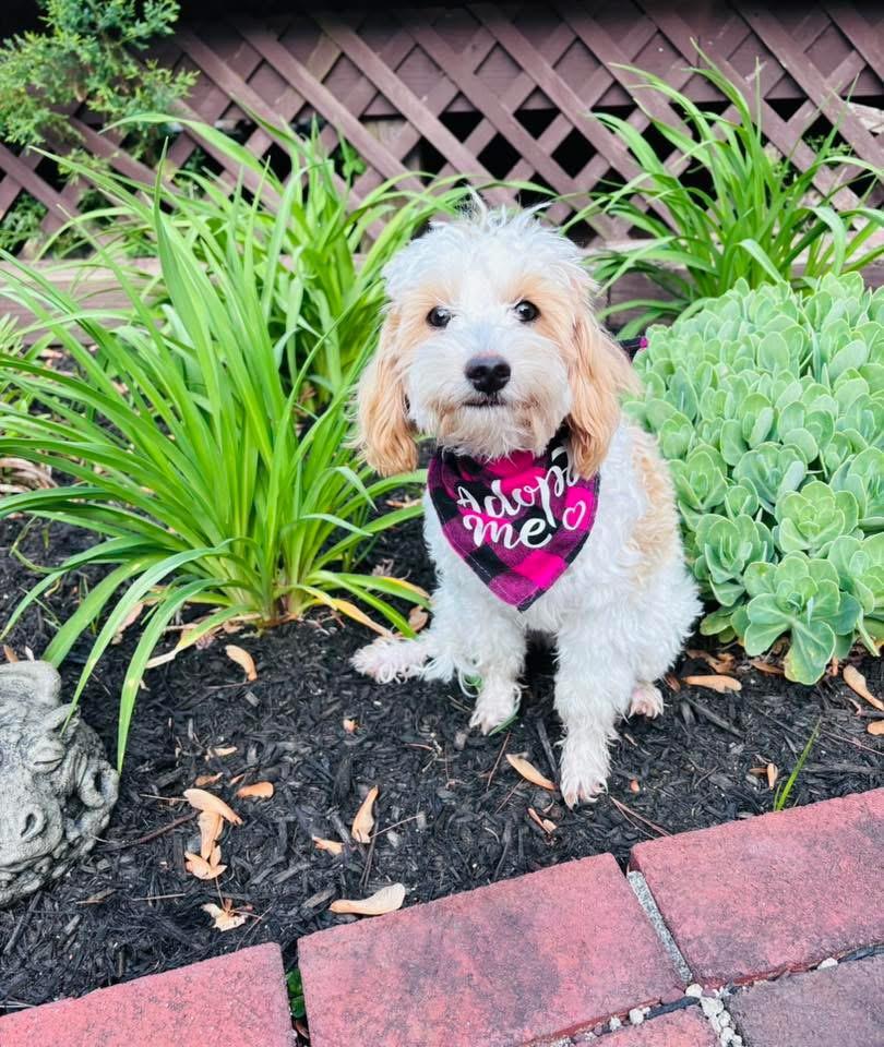 Brody, an adopted Maltipoo in Marlton, NJ image 2/5