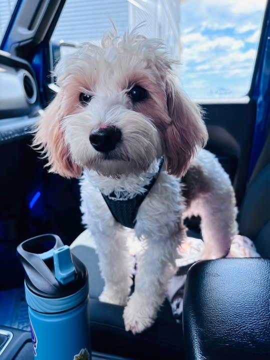 Brody, an adopted Maltipoo in Marlton, NJ image 3/5