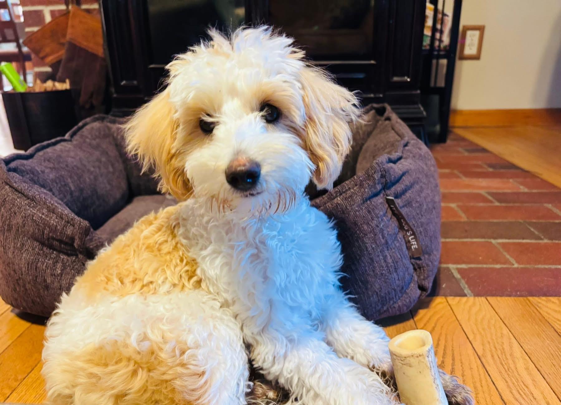 Brody, an adopted Maltipoo in Marlton, NJ image 4/5