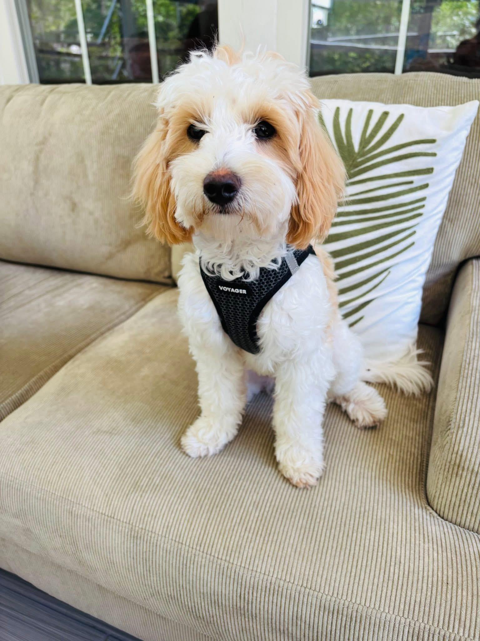 Brody, an adopted Maltipoo in Marlton, NJ image 5/5