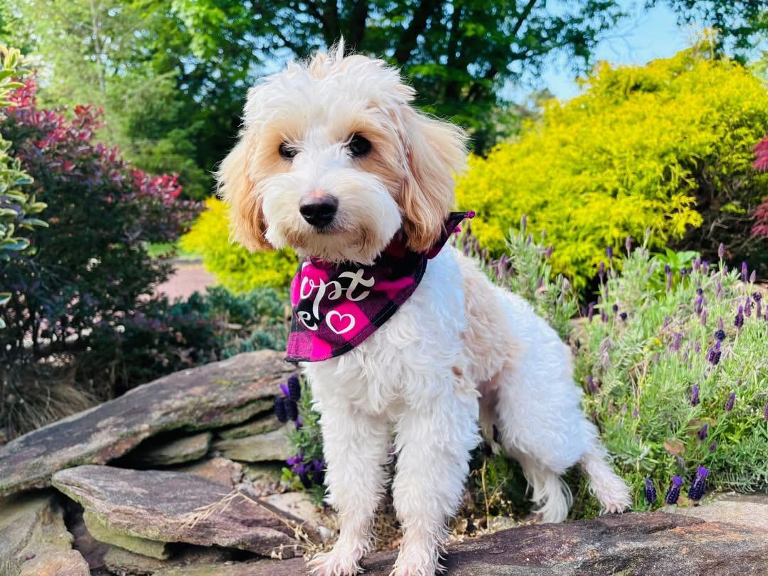 Brody, adopted, Puppy Male Maltipoo.