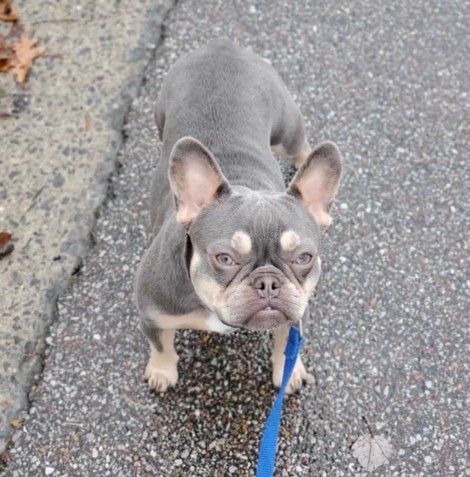 Dixie, ADOPTABLE, Young Female French Bulldog.