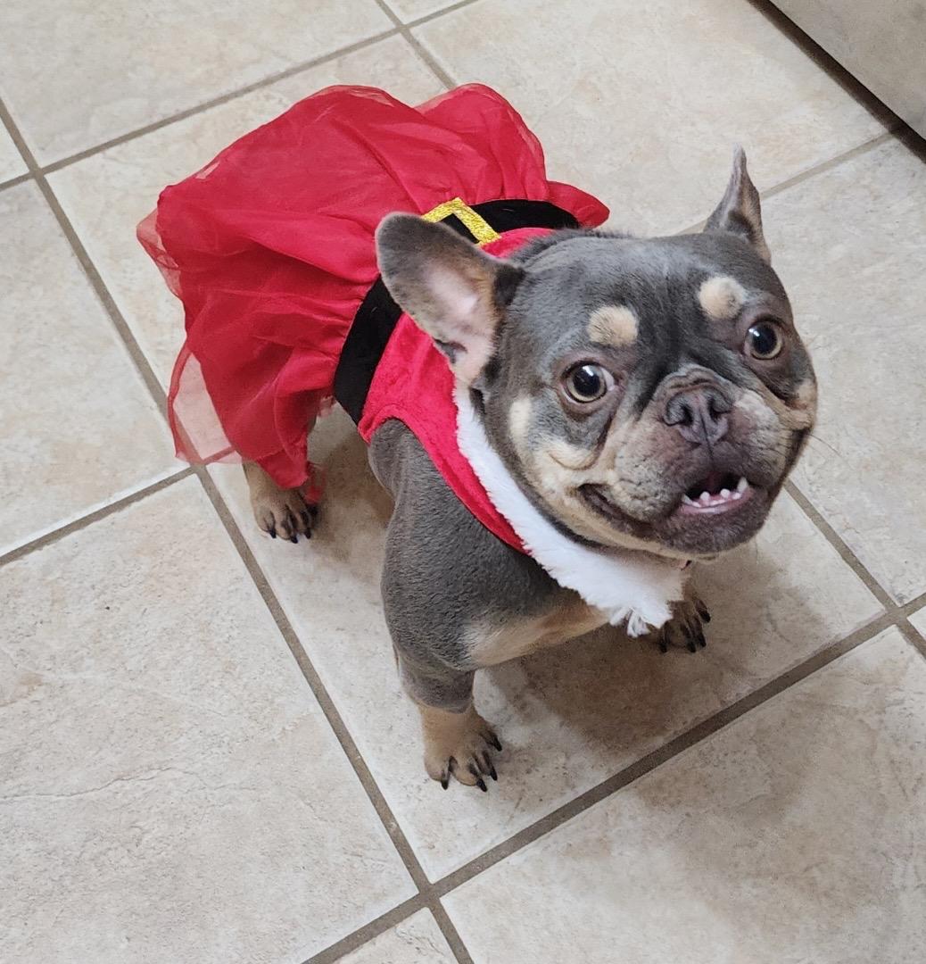 Enlarge Dixie, a ADOPTABLE French Bulldog in Memphis, TN image 4/5