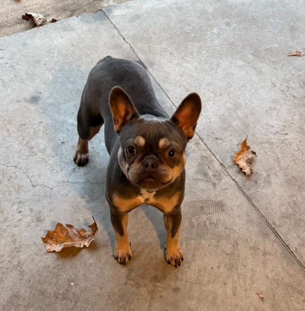 Enlarge Dixie, a ADOPTABLE French Bulldog in Memphis, TN image 3/5