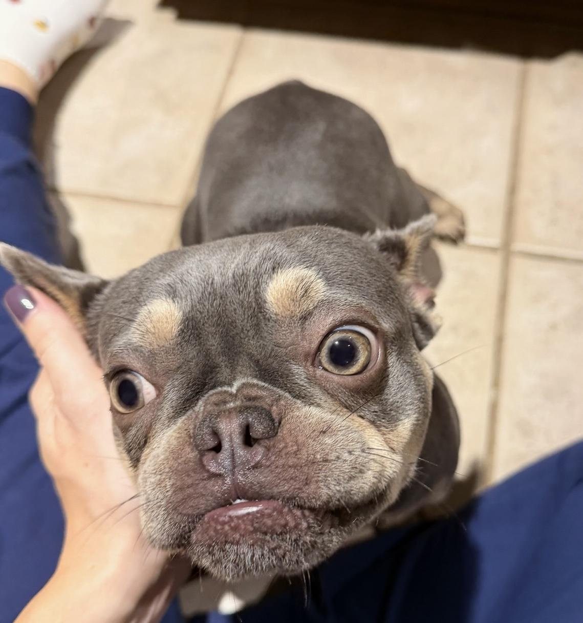 Enlarge Dixie, a ADOPTABLE French Bulldog in Memphis, TN image 2/5