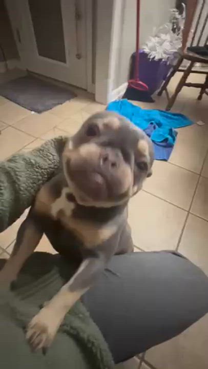 Enlarge Dixie, a ADOPTABLE French Bulldog in Memphis, TN video 5/5