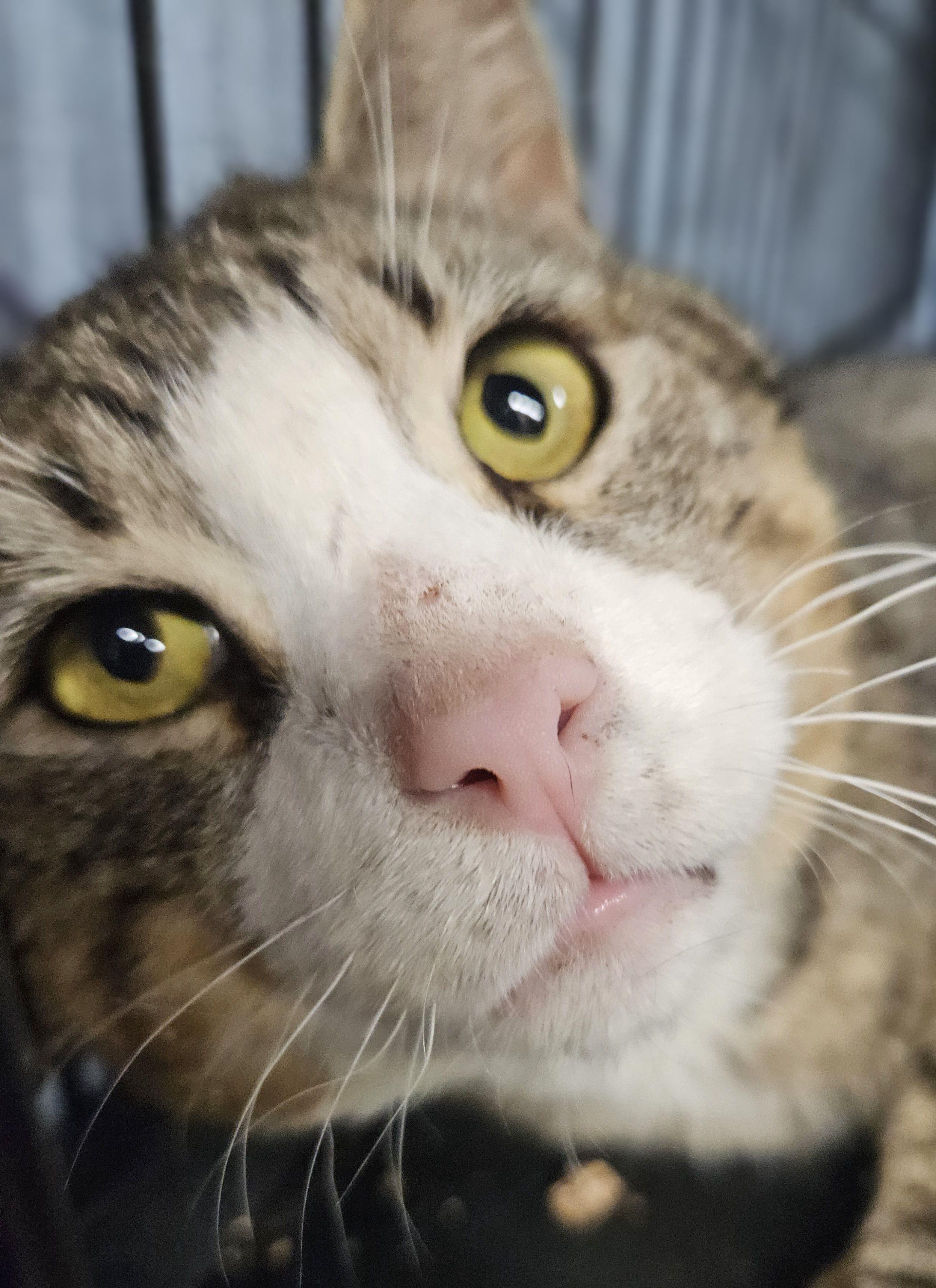 Munchkin-FIV & FeLV, a ADOPTABLE mixed breed in Berlin, CT image 2/5