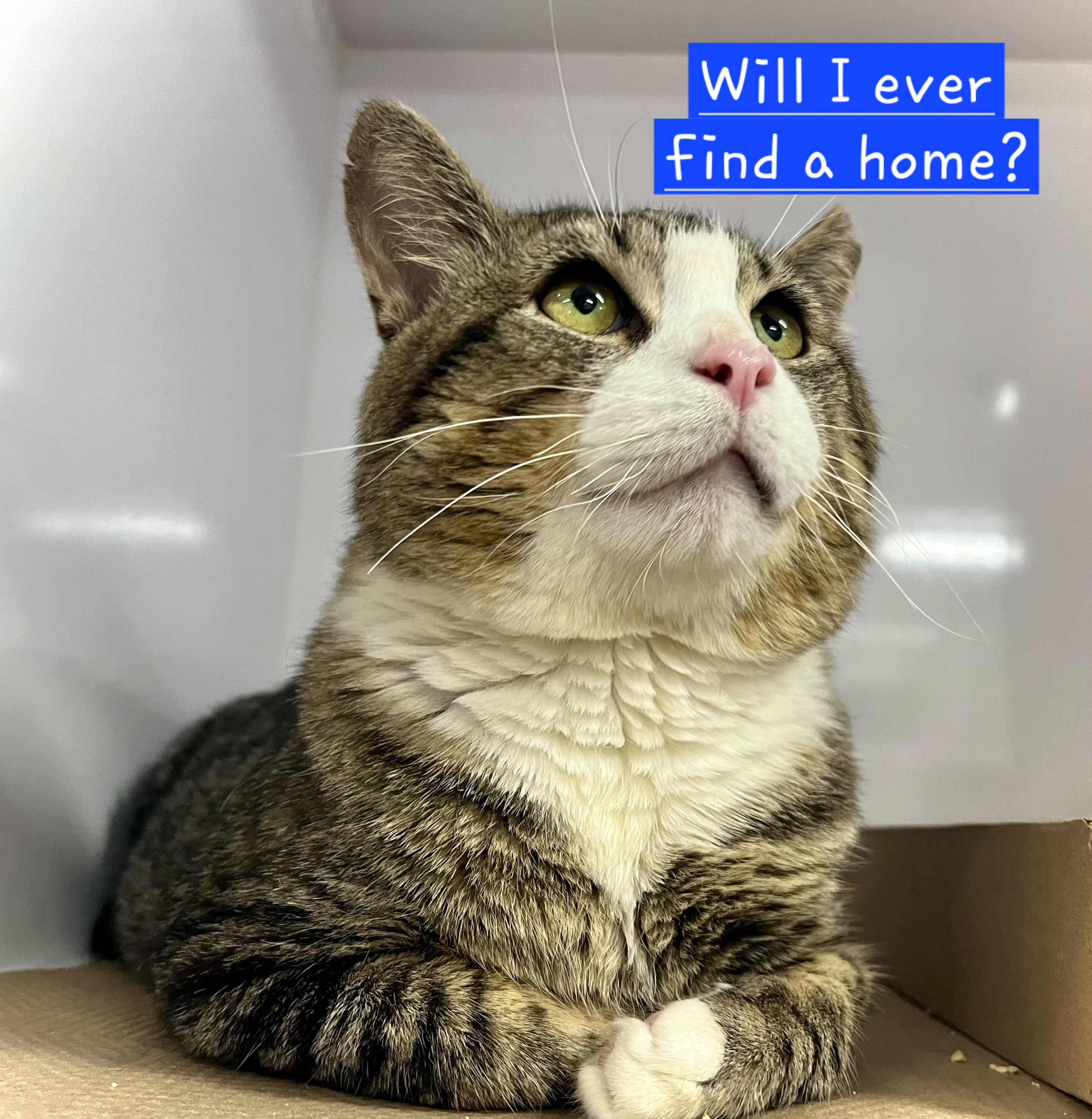 Munchkin-FIV & FeLV, a ADOPTABLE mixed breed in Berlin, CT image 1/5