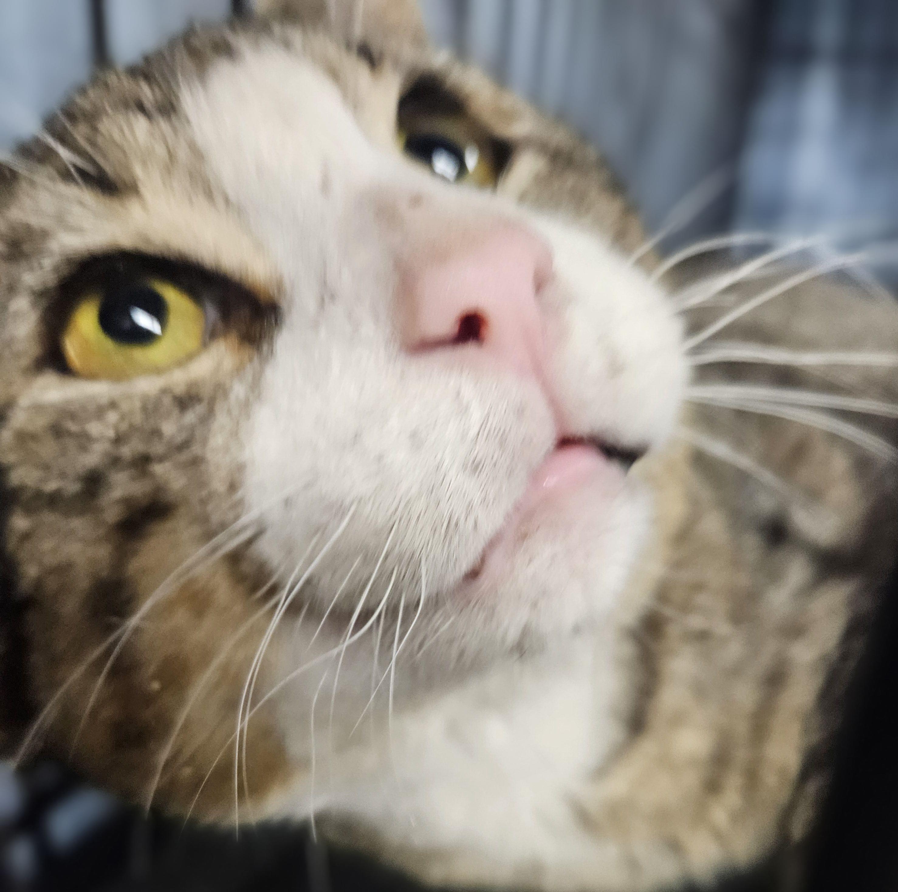 Munchkin-FIV & FeLV, a ADOPTABLE mixed breed in Berlin, CT image 3/5