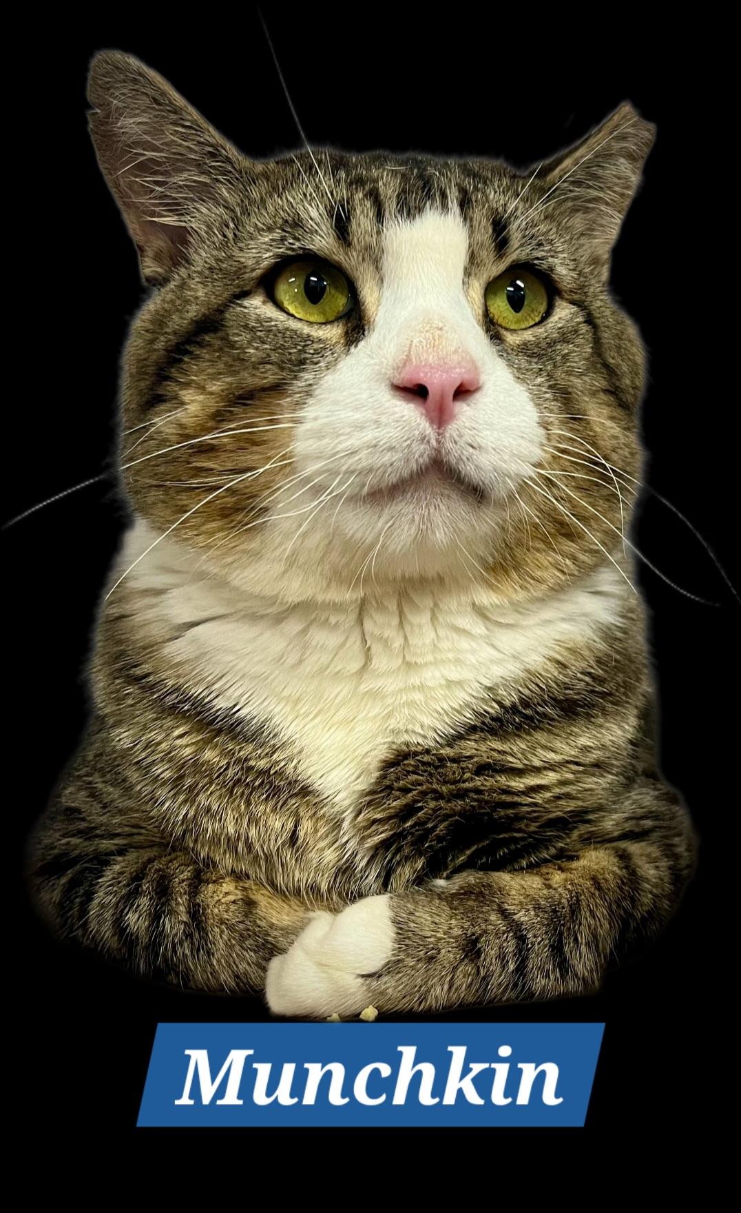 Munchkin-FIV & FeLV, a ADOPTABLE mixed breed in Berlin, CT image 2/6