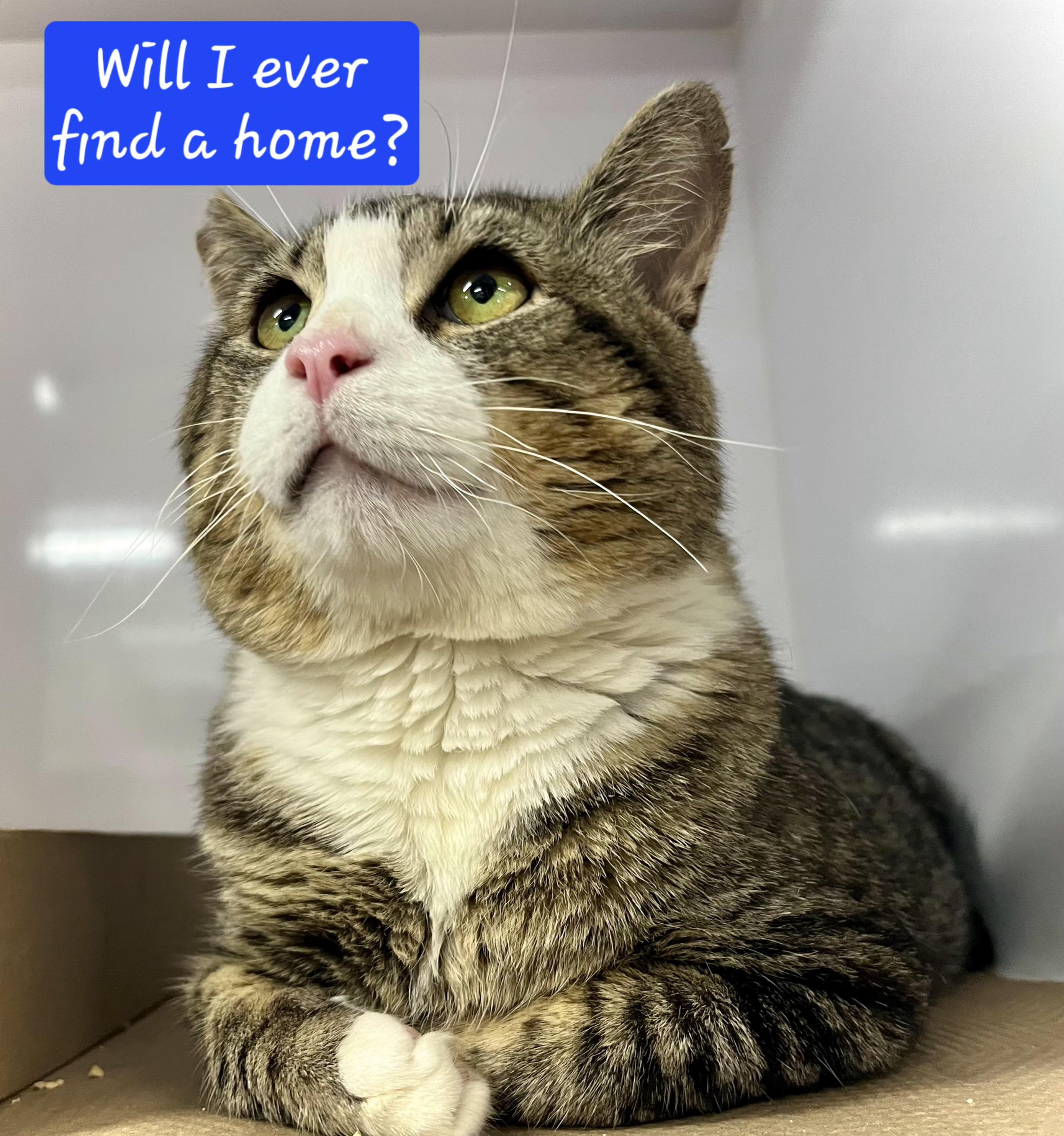 Enlarge Munchkin-FIV & FeLV, a Adoptable mixed breed in Waterbury, CT image 3/5