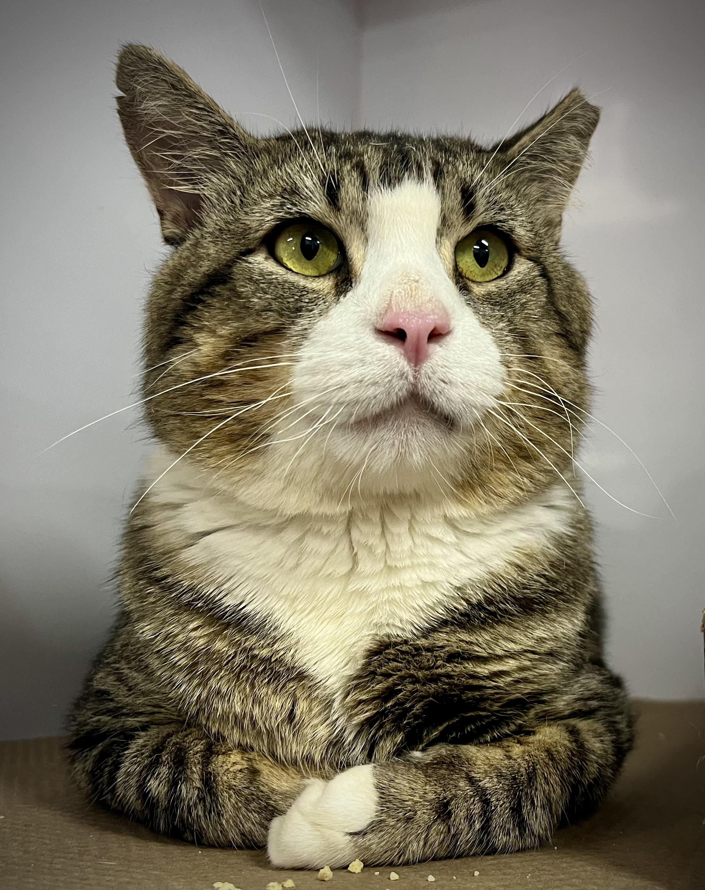 Munchkin-FIV & FeLV, a ADOPTABLE mixed breed in Berlin, CT image 5/5