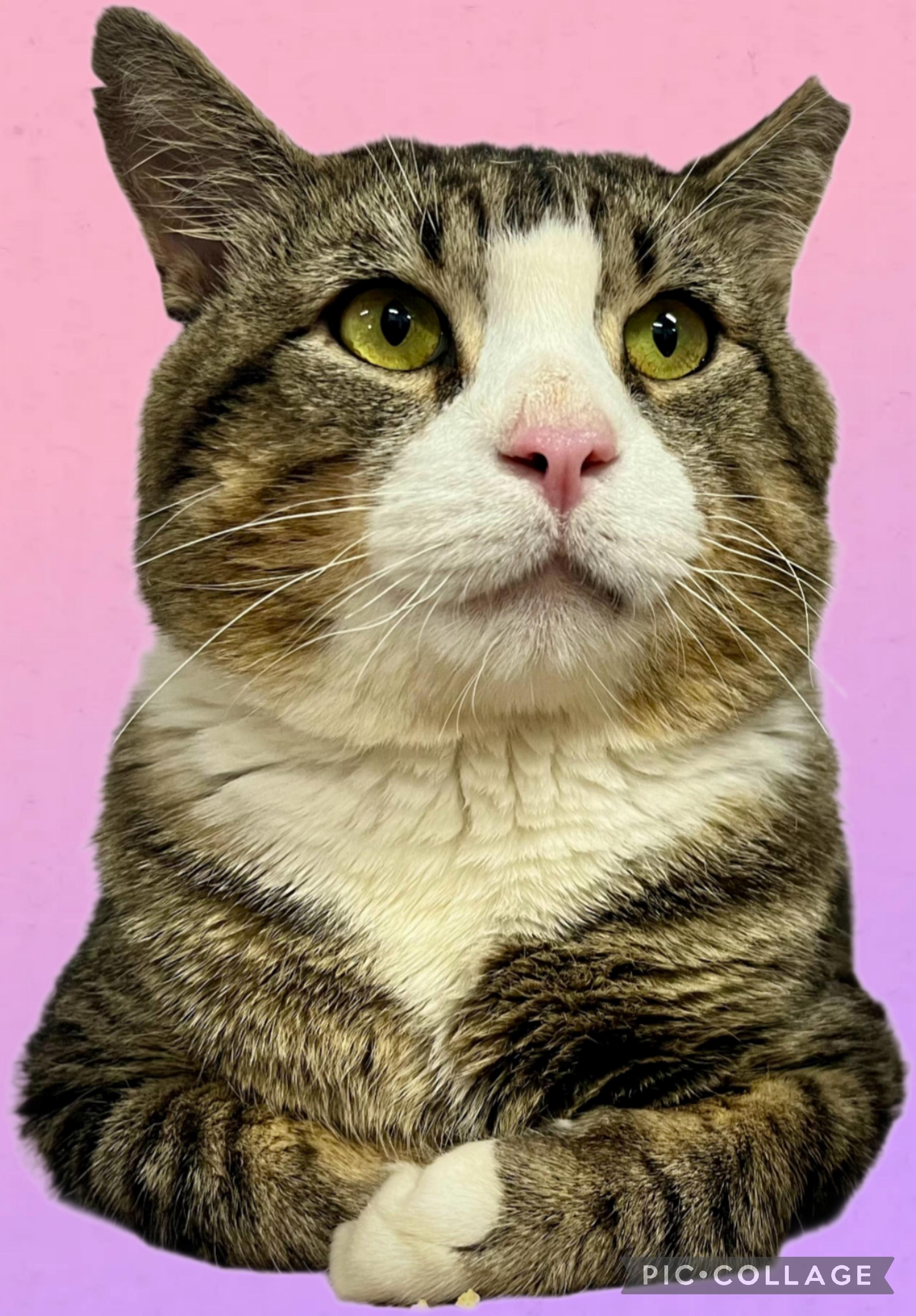 Munchkin-FIV & FeLV, Adoptable, Adult Male Tabby & Tiger.