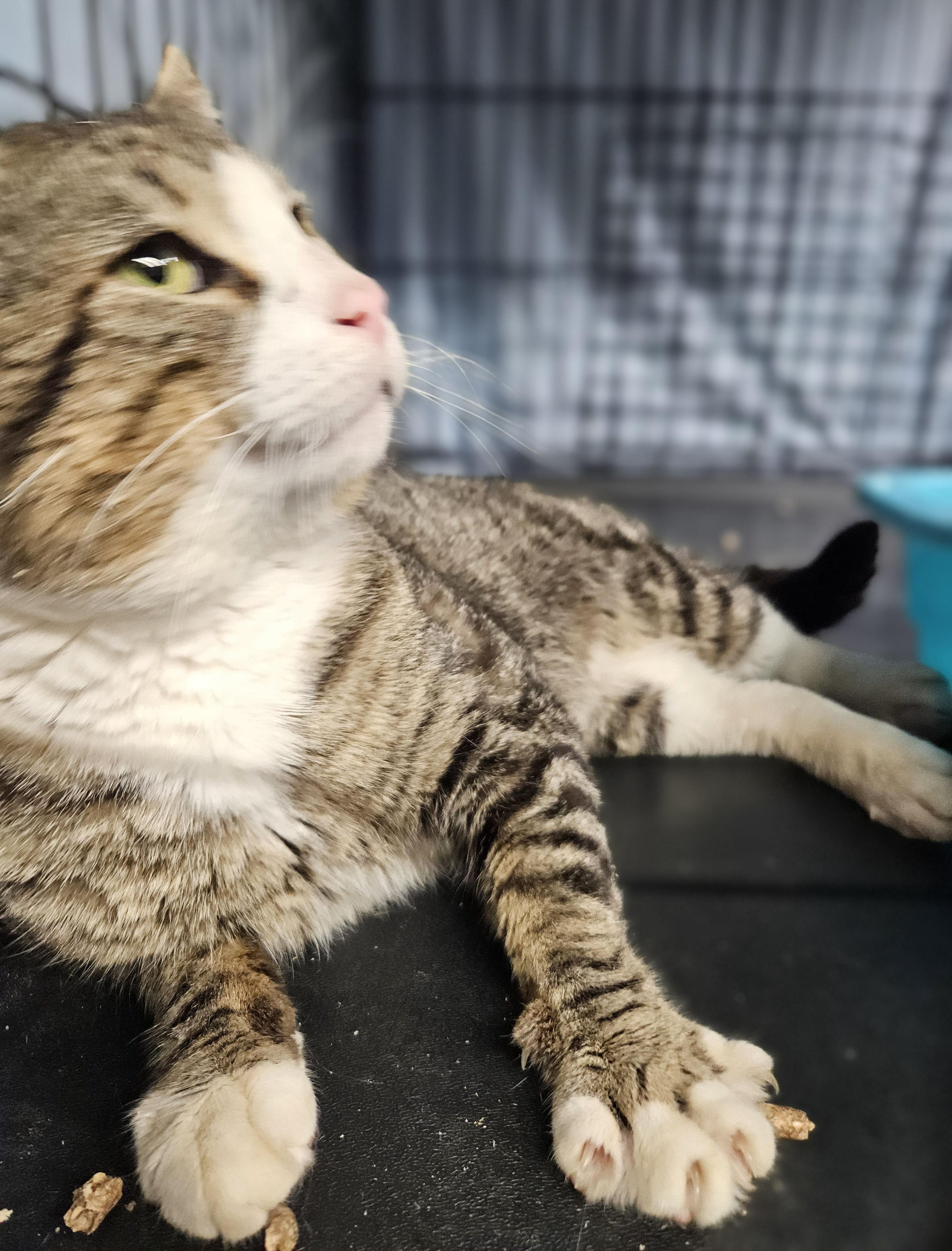 Munchkin-FIV & FeLV, a ADOPTABLE mixed breed in Berlin, CT image 4/5
