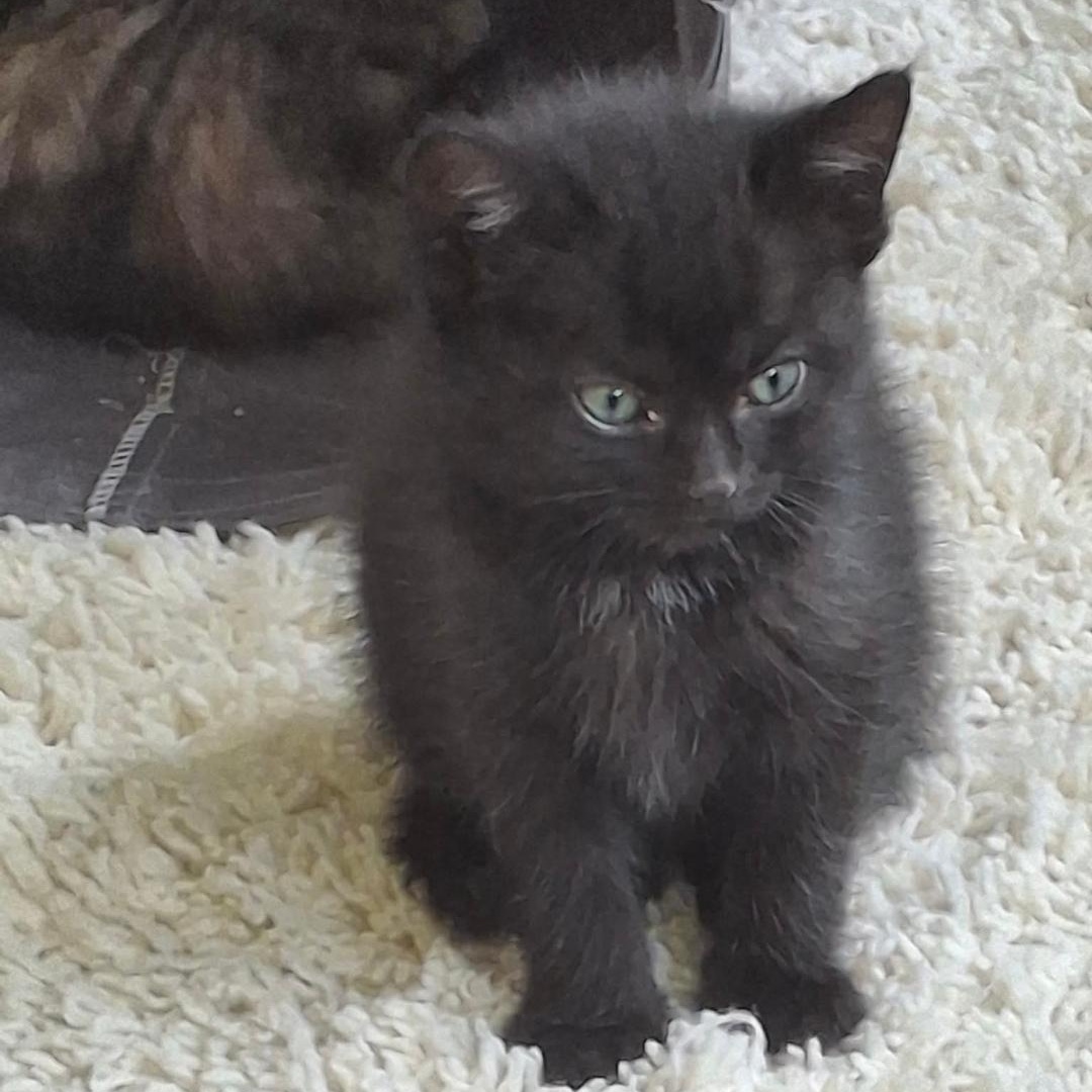 SELA, ADOPTABLE, Young Female Domestic Short Hair.