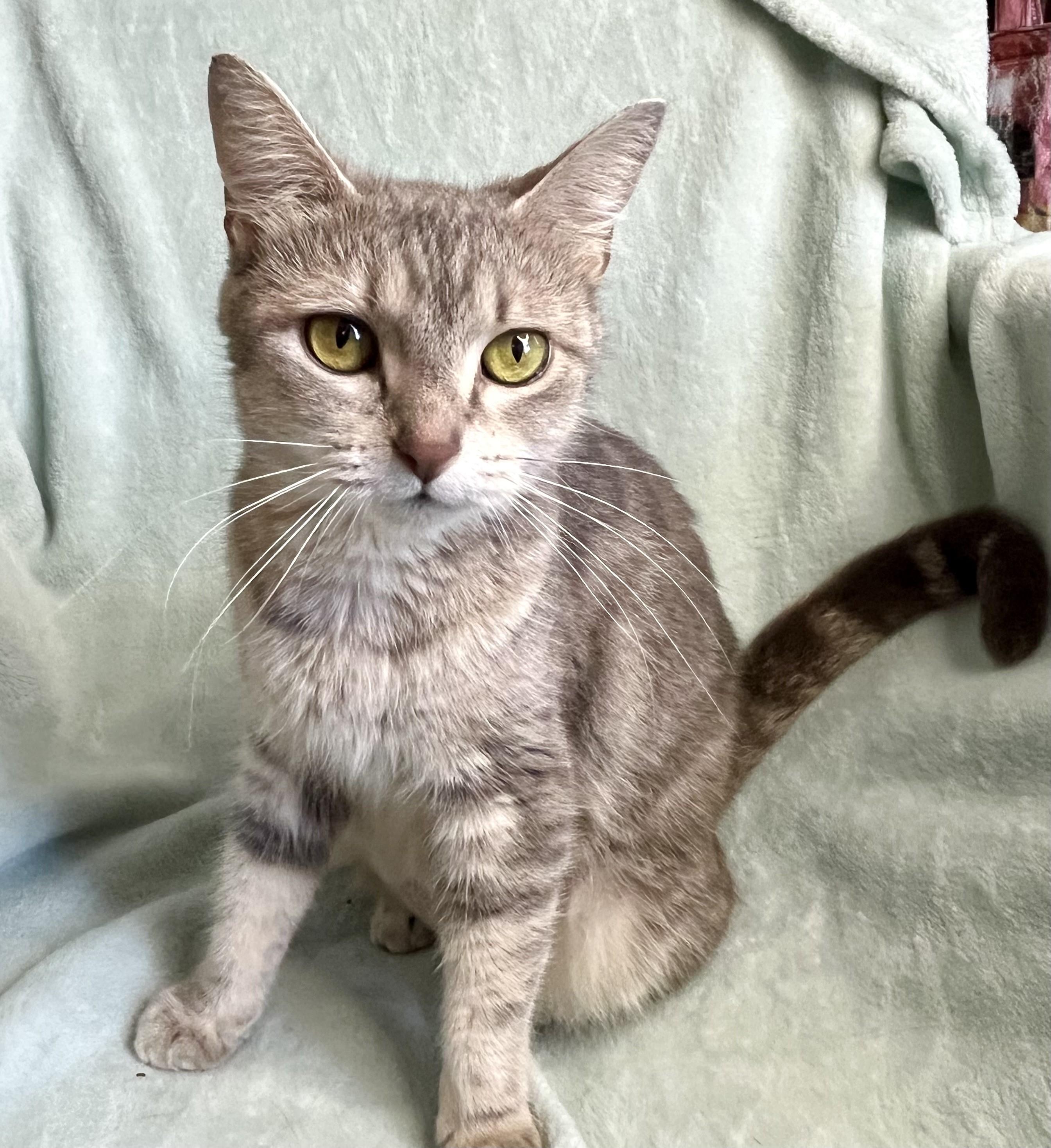 Breeze, adopted, Young Female Domestic Short Hair.