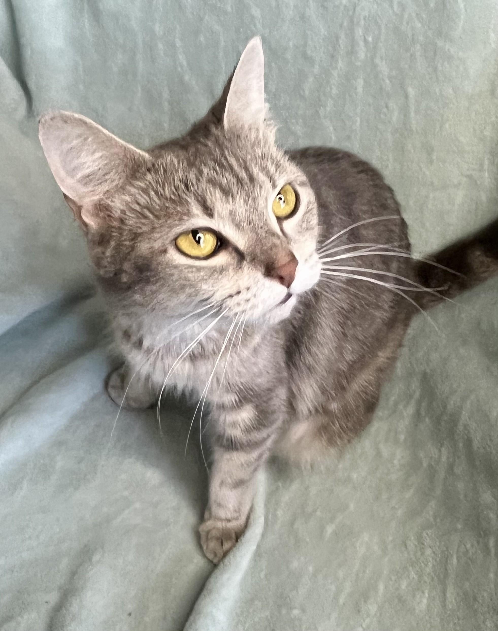 Enlarge Breeze, an adopted mixed breed in Rocky Hill, CT image 3/4
