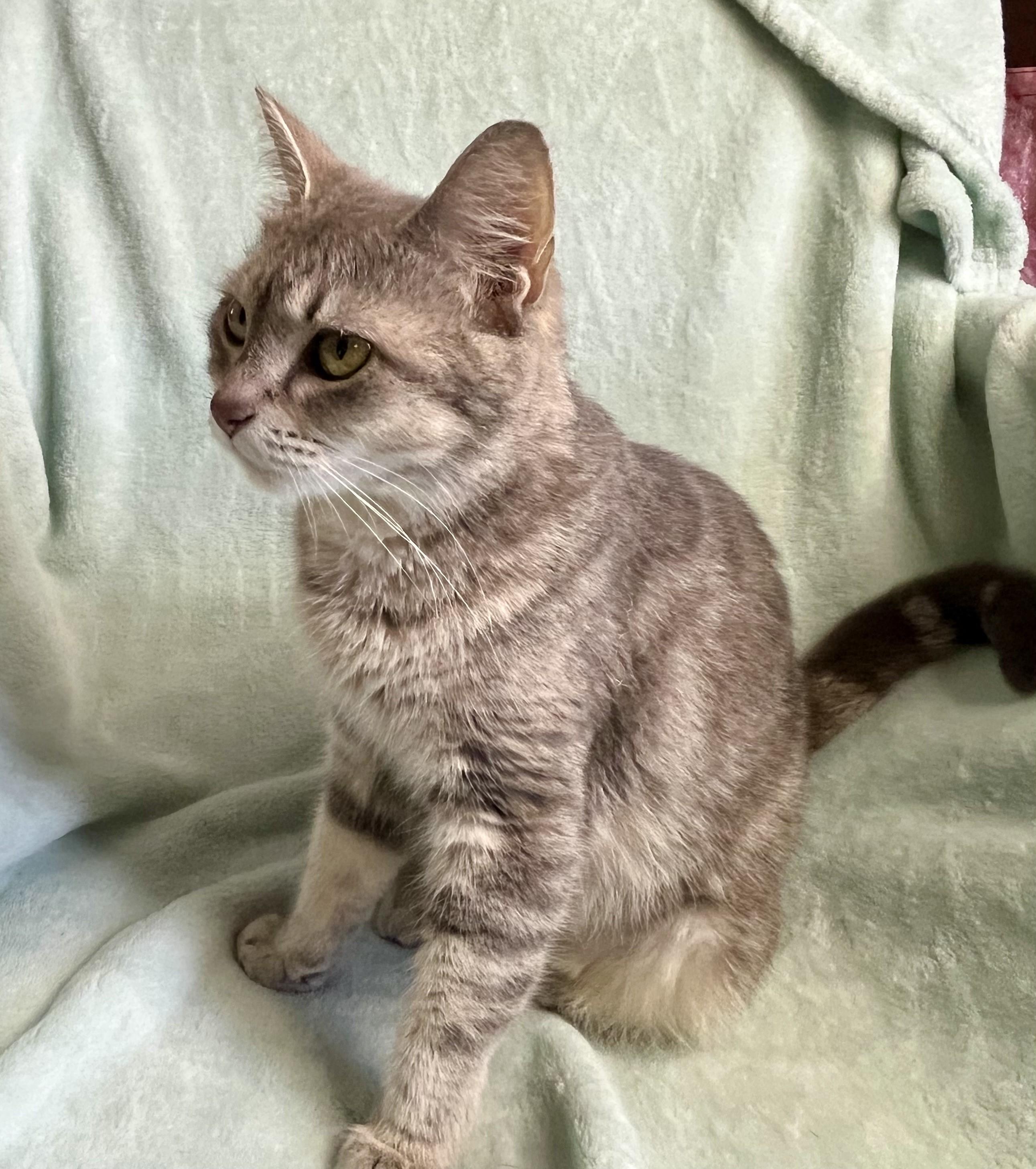 Enlarge Breeze, an adopted mixed breed in Rocky Hill, CT image 4/4