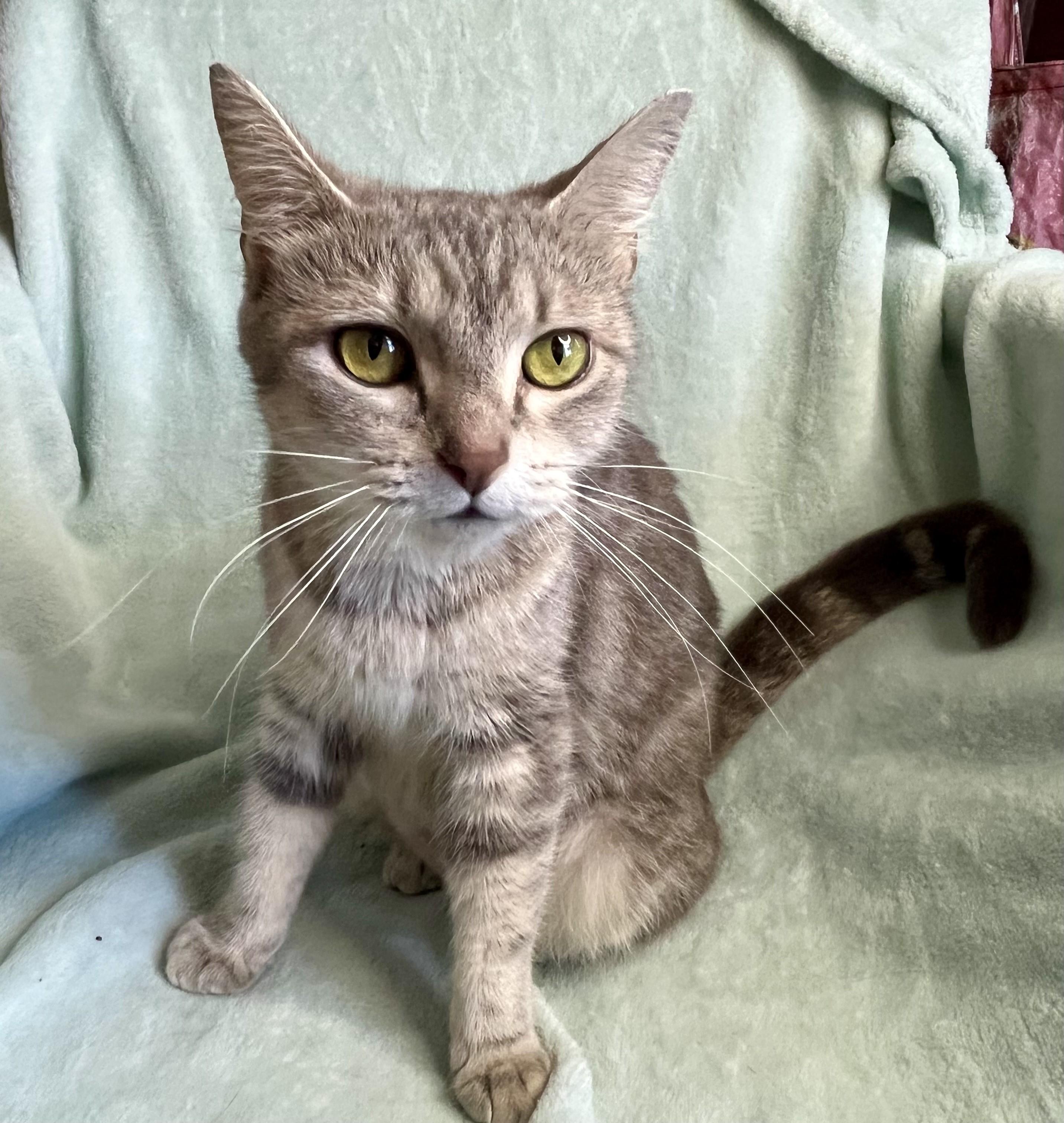 Enlarge Breeze, an adopted mixed breed in Rocky Hill, CT image 2/4