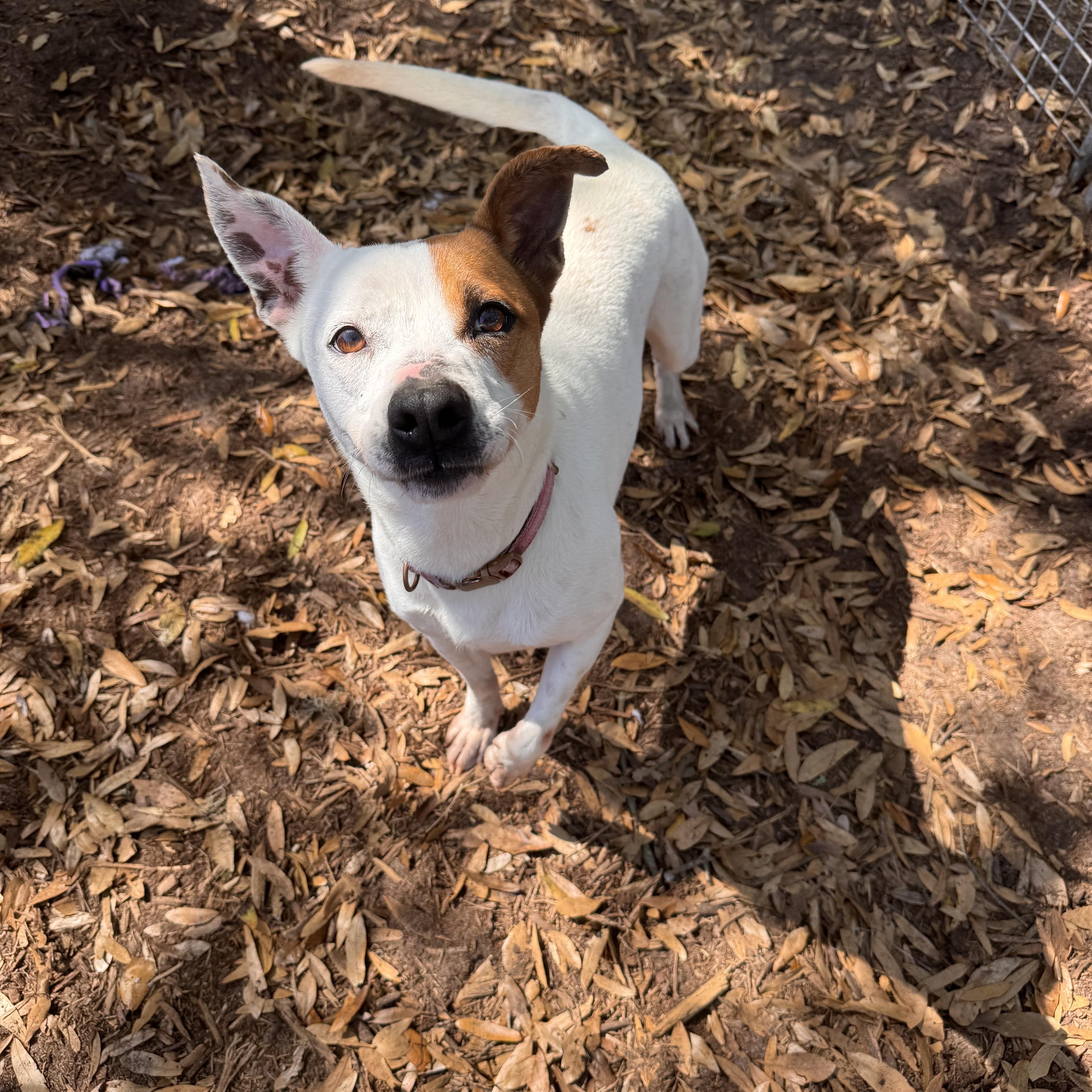 Sage, a ADOPTABLE mixed breed in Pawleys Island, SC image 1/2