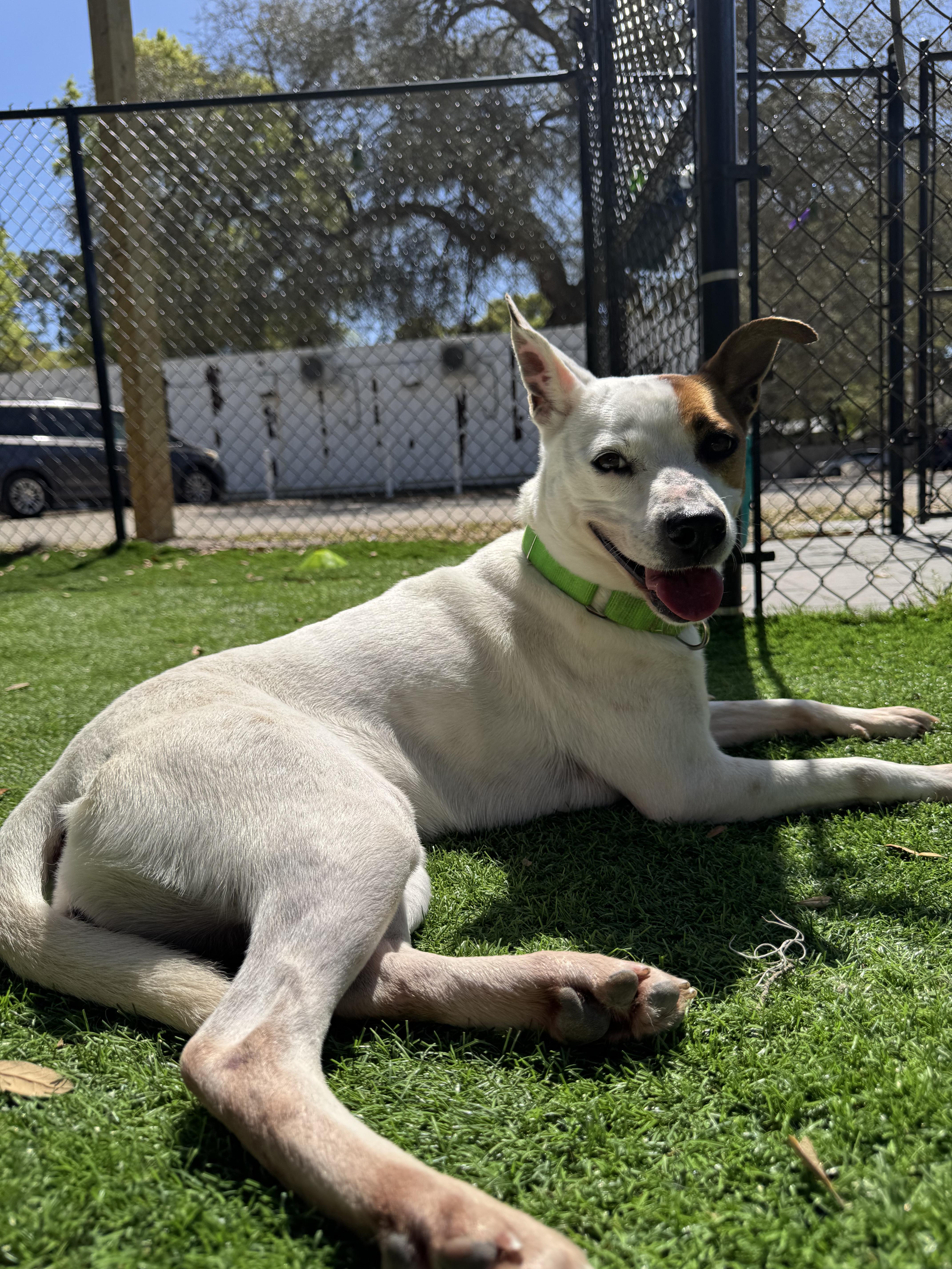 Sage, a ADOPTABLE mixed breed in Pawleys Island, SC image 2/2